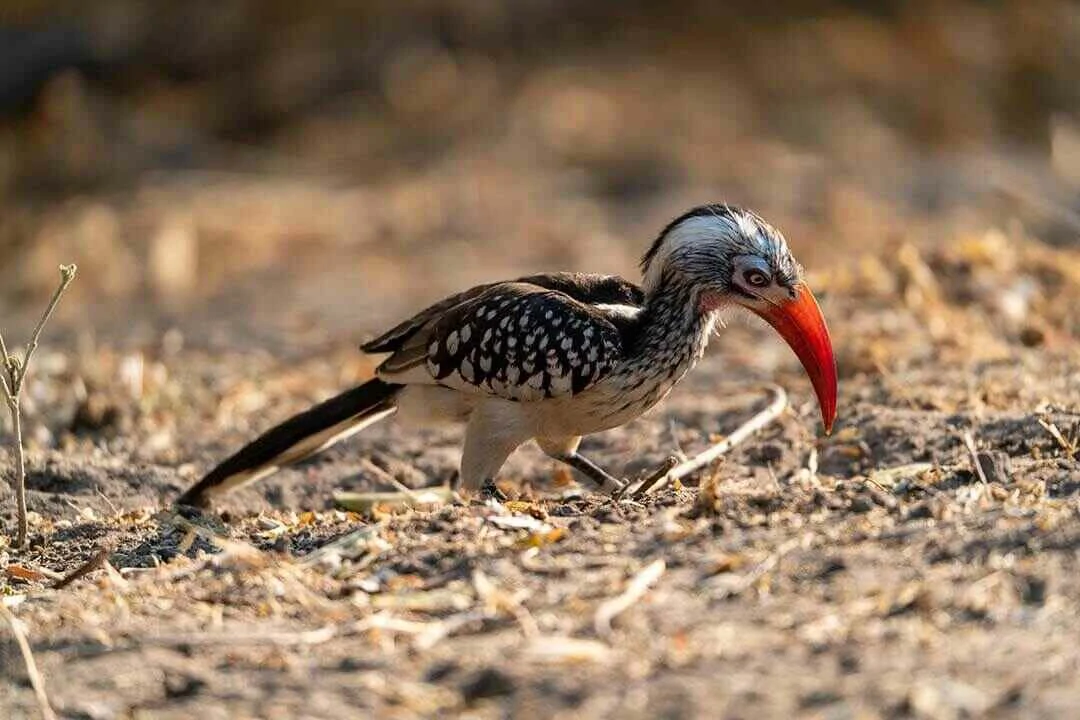 Red-billed Hornbill